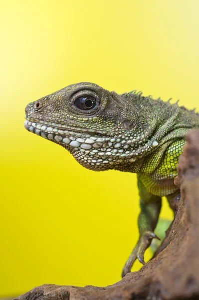 Retrato de réptil de lagarto de dragão de água bonita sentado em um b — Fotografia de Stock