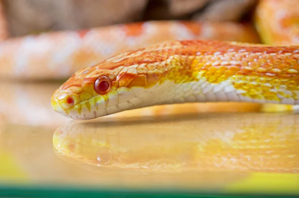 Красивый красный альбинос змея змея рептилия на желтый зеленый размыт — стоковое фото