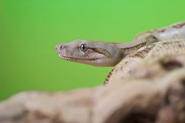 Boa costrittore serpente rettile primo piano macro ritratto — Foto Stock