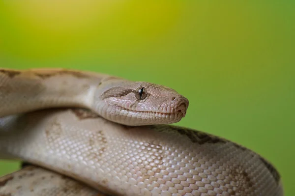 Boa constrictor reptile snake close up macro portrait — Stock Photo, Image