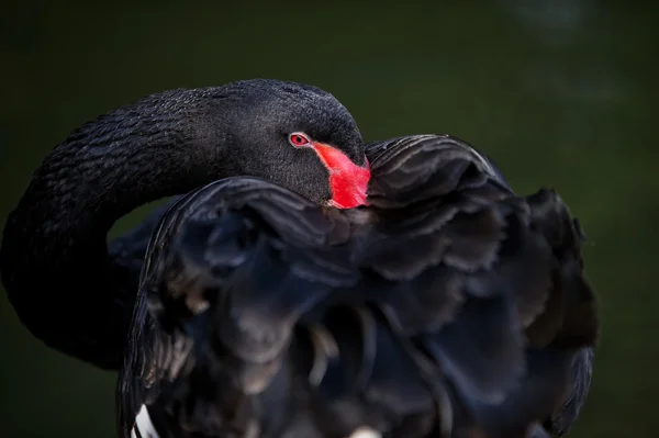 黒い白鳥の羽をクリーニングの肖像画 — ストック写真