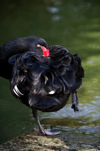 Porträt eines schwarzen Schwans, der seine Federn putzt — Stockfoto