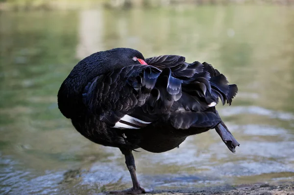 Портрет черного лебедя, чистящего перья — стоковое фото
