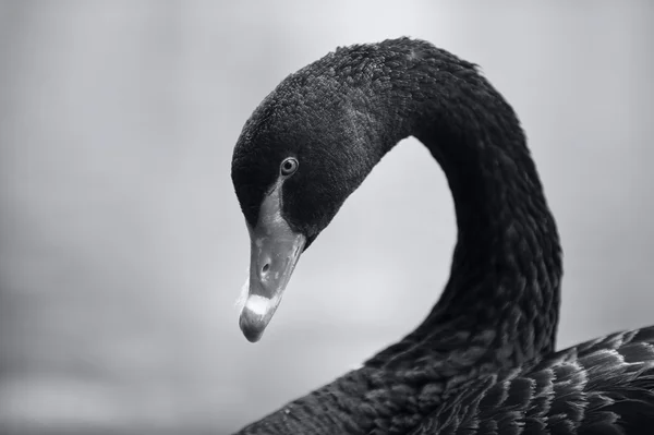 Svartvita porträtt av en svan — Stockfoto