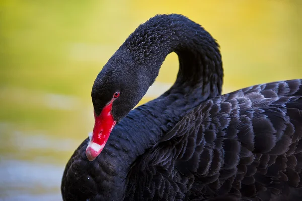 Porträtt av en svart svan med röd näbb — Stockfoto