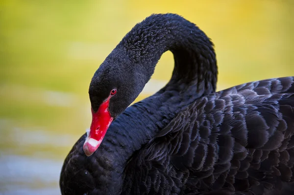 Porträt eines schwarzen Schwans mit rotem Schnabel — Stockfoto