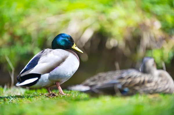 Pareja de dos hermosos patos pájaros en un césped —  Fotos de Stock