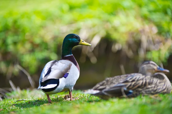 Couple of two beautiful ducks birds on a lawn — Stock Photo, Image