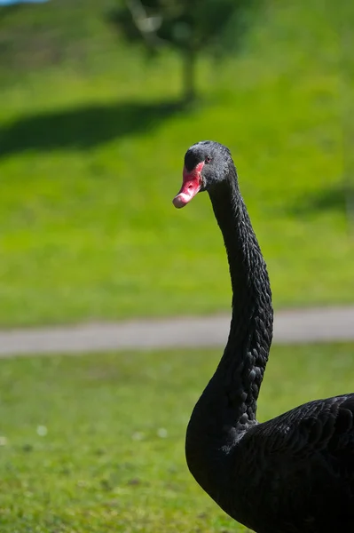 Portrét balck labuť s dlouhým krkem — Stock fotografie