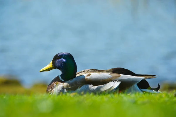 Helles Porträt eines Entenvogels auf einer Wiese — Stockfoto