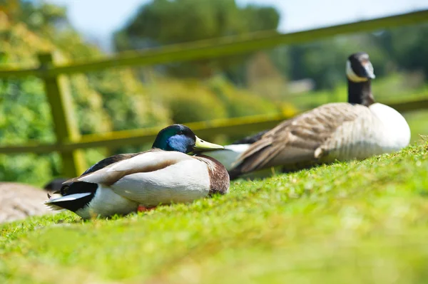 Pareja de dos hermosos patos pájaros en un césped —  Fotos de Stock