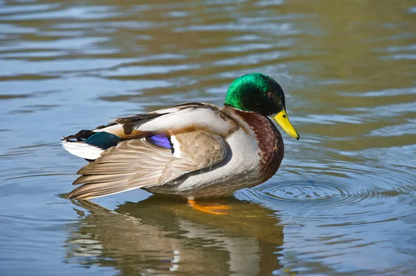 Pássaro brilhante bonito do pato mallard nadando em um rio do lago — Fotografia de Stock