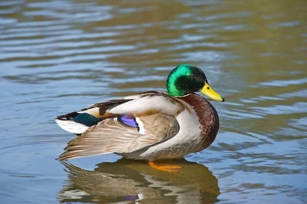Pássaro brilhante bonito do pato mallard nadando em um rio do lago — Fotografia de Stock