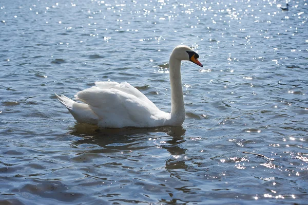 Weißer Schwan schwimmt im glitzernden Wasser — Stockfoto