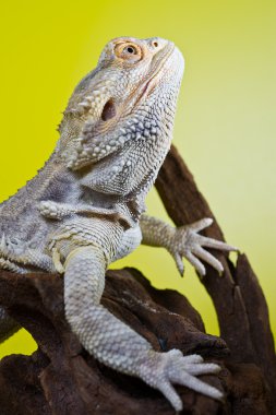 Sakallı Ejder sürüngen kertenkele dal üzerinde yeşil sarı blurre