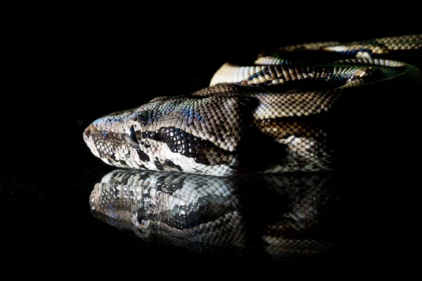 Python węży gad makro szczegół portret na czarny — Zdjęcie stockowe
