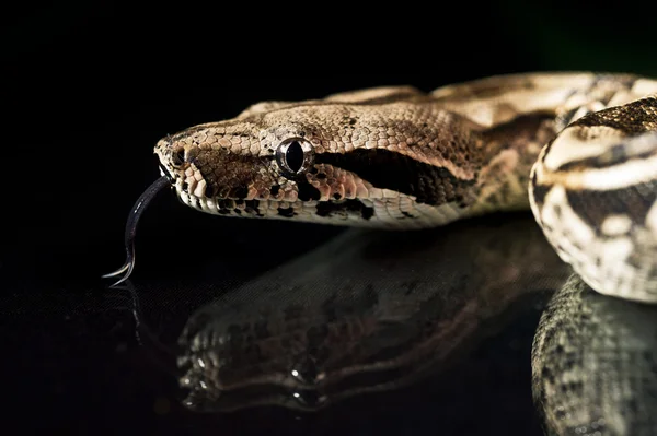 Python węży gad makro szczegół portret na czarny — Zdjęcie stockowe