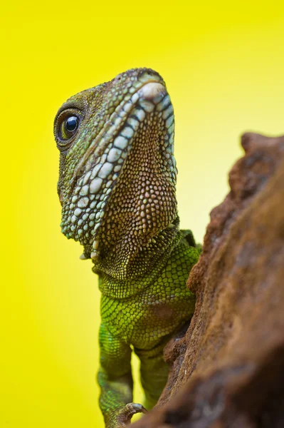 Portrett av en vakker, vanndrageøgle som reptiler på en b – stockfoto