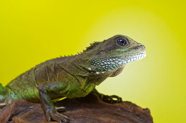 Retrato de réptil de lagarto de dragão de água bonita sentado em um b — Fotografia de Stock