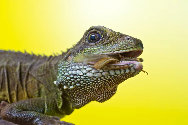 Retrato de réptil de lagarto de dragão de água bonita sentado em um b — Fotografia de Stock