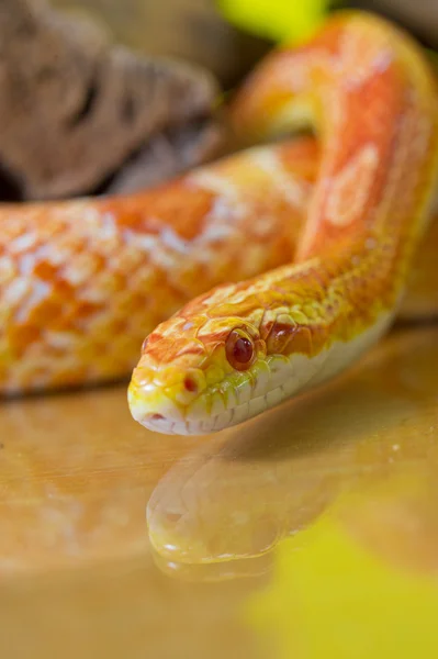 美丽的红色白化玉米蛇爬行动物上模糊的绿黄色 — 图库照片