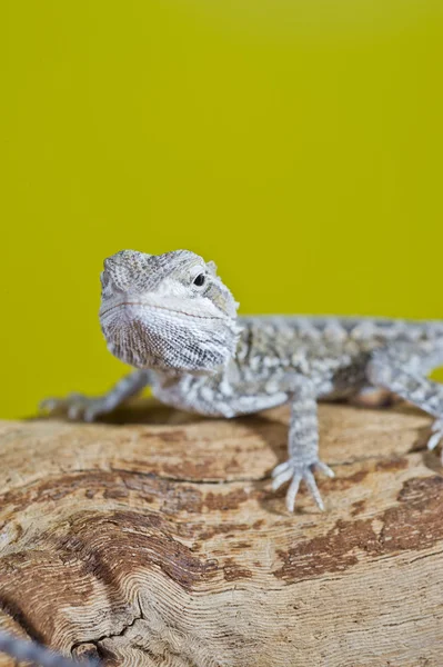 Close up portrait of babies reptile lizards bearded dragons — Stock Photo, Image