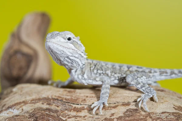 Close up portrait of babies reptile lizards bearded dragons — Stock Photo, Image