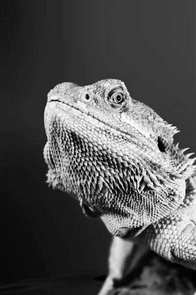 Lagarto de réptil de dragão barbudo em um ramo em fundo embaçado — Fotografia de Stock