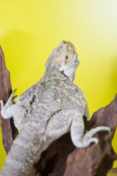 Lagarto de réptil de dragão barbudo em um ramo no borrão amarelo verde — Fotografia de Stock