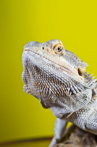 Rettile drago barbuto lucertola su un ramo su verde giallo sfocatura — Foto Stock