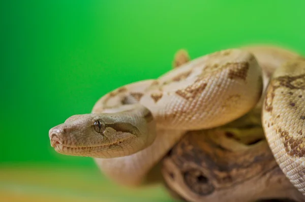 Boa constrictor reptile snake close up macro portrait — Stock Photo, Image
