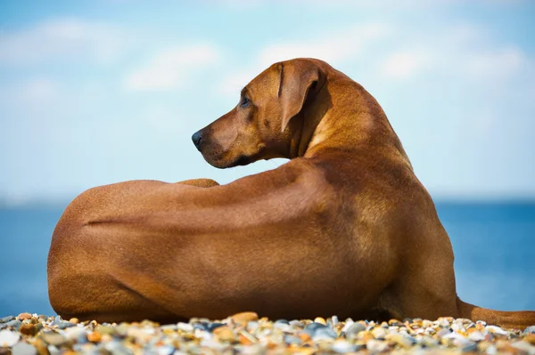 Hund am Strand — Stockfoto