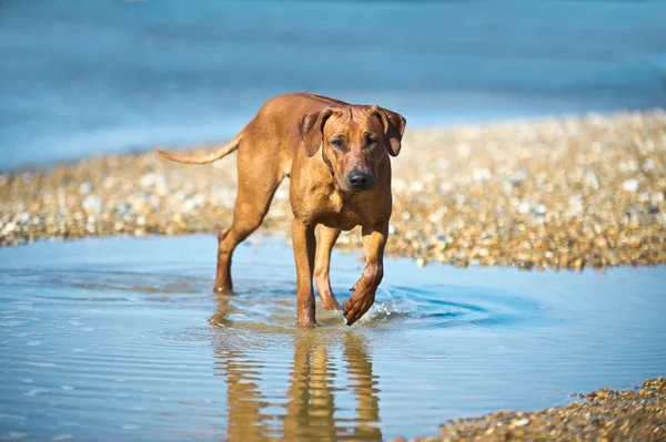 海岸にいる犬は — ストック写真