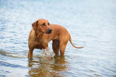 Sahilde denize köpek