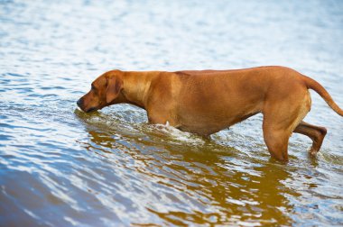Sahilde denize köpek