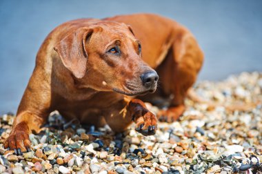 Köpek kumsalda dinleniyor.
