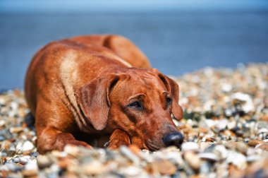 Köpek kumsalda dinleniyor.
