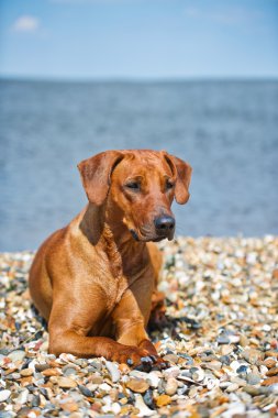 Köpek kumsalda dinleniyor.
