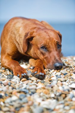 Köpek kumsalda dinleniyor.