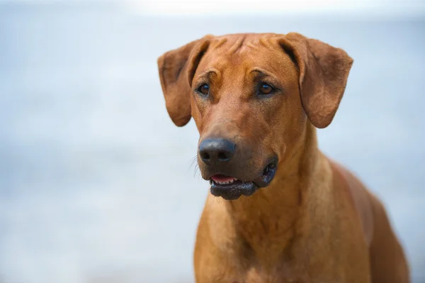 海滩上的狗 — 图库照片