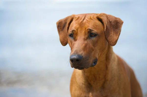 Hund på stranden - Stock-foto