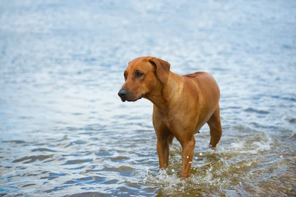 Perro en la playa en el mar — Foto de Stock