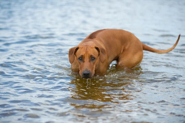 Perro en la playa en el mar —  Fotos de Stock