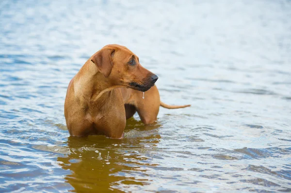 Dog on the beach in the sea — Stock Photo, Image