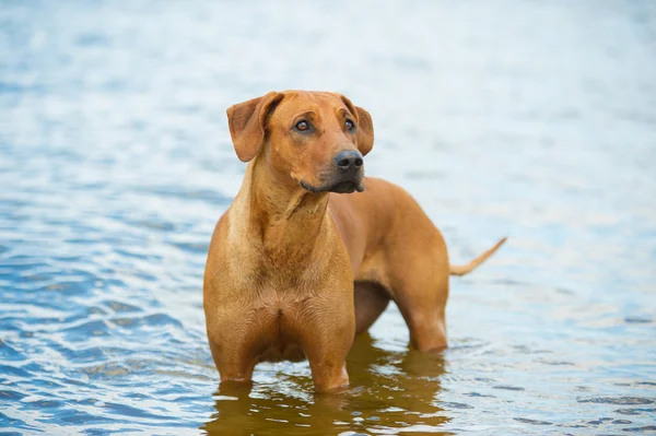 Perro en la playa en el mar —  Fotos de Stock