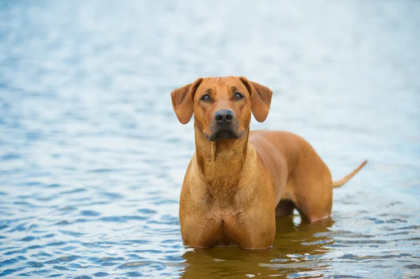 Chien sur la plage dans la mer — Photo