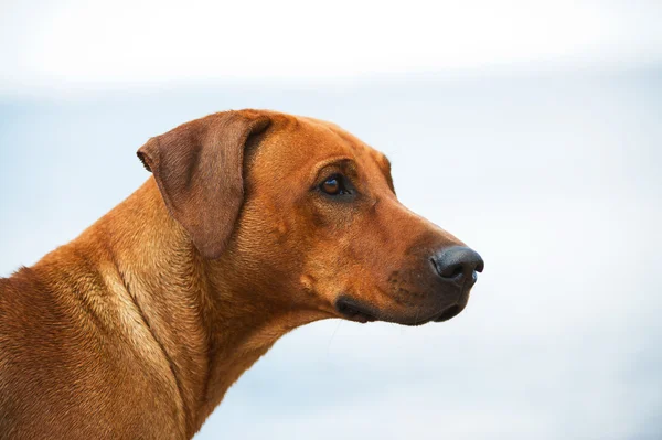 Hund porträtt — Stockfoto