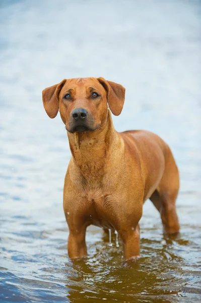 Hund am Strand im Meer — Stockfoto