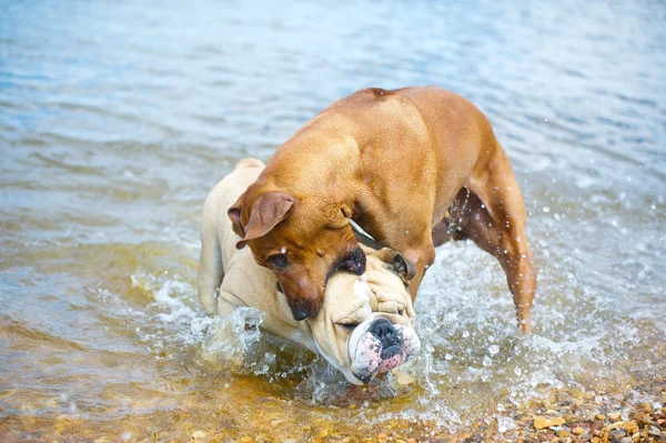 Two dogs playing on the beach at the sea — Stock Photo, Image