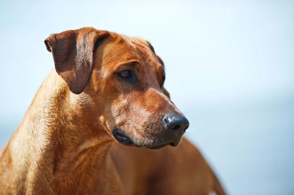 Retrato de un hermoso perro — Foto de Stock